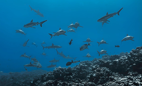Grey Reef Sharks 4113
