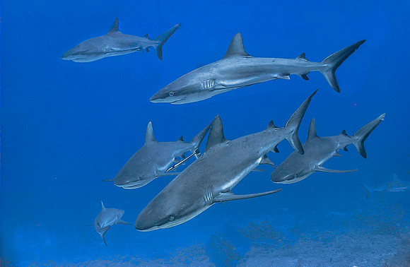 Grey Reef Sharks 4027