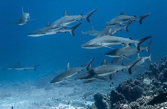 Grey Reef Sharks 4023