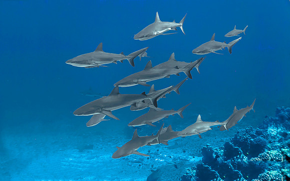 Grey Reef Sharks 4026
