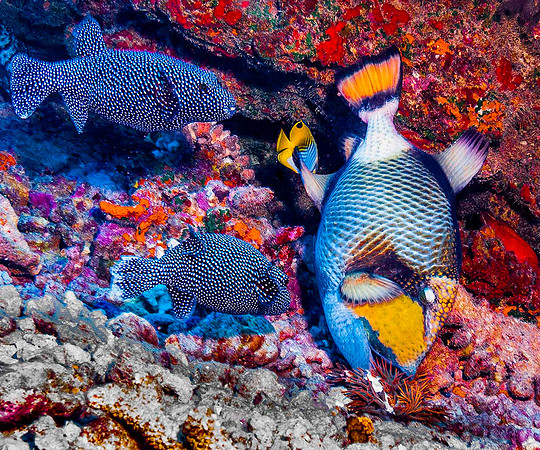 Titan Triggerfish & Guineafowl Pufferfish 6534