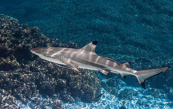Black Tip Shark 4039