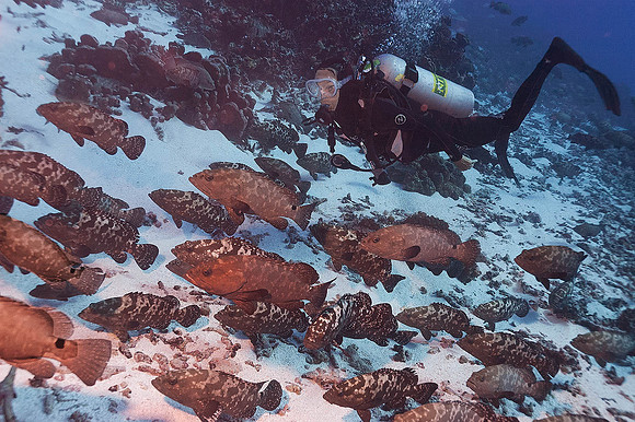 Grouper Spawn 6648