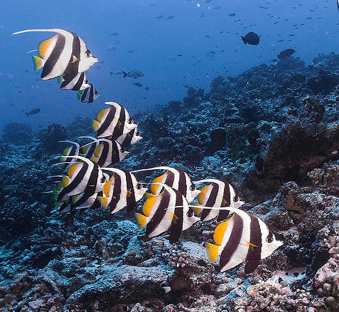 Bannerfish 3735
