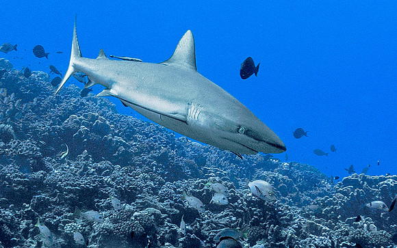 Black Tip Shark 6466