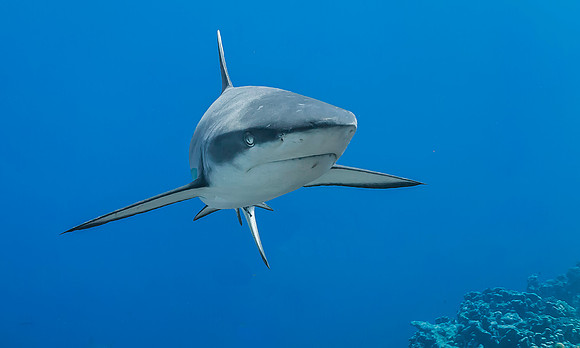 Grey Reef Shark 4022