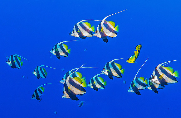 Bannerfish 6450