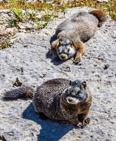 Marmots 3723