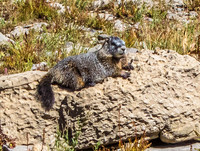 Marmot 3717