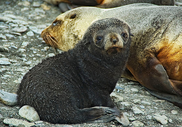 Southern Fur Seal pup, with mom 1777