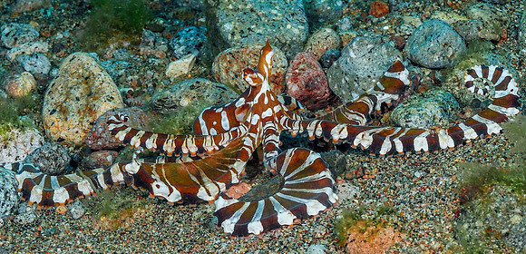 Wunderpus 171333