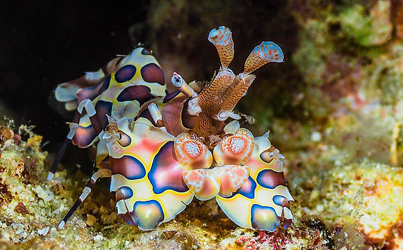 Harlequin Shrimp 141143