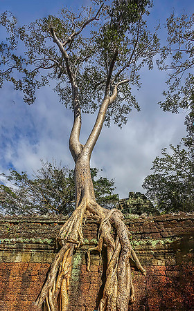Angkor Prohm Temple06818Merge