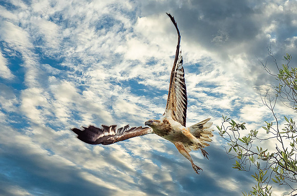 Eagle6280688