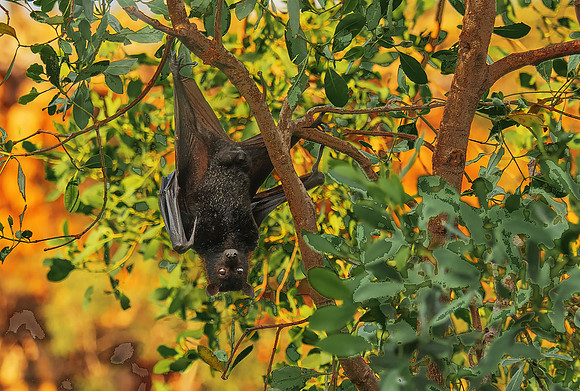 Fruit Bat6250574