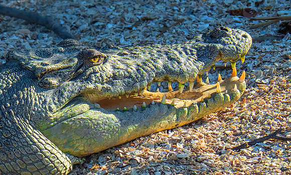 SaltwaterCrocodile6230454
