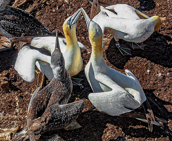 Gannets04871