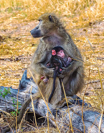 Chacma Baboon181221