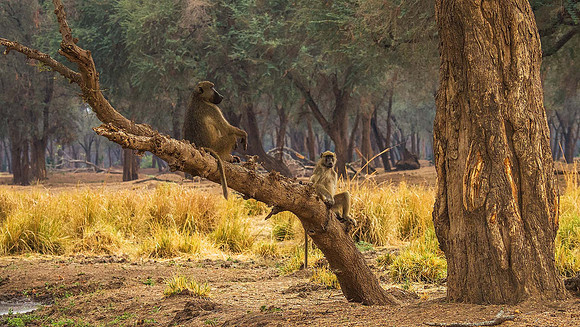 Chacma Baboon 120604