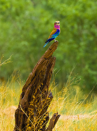 Lilac-Breasted Roller150738