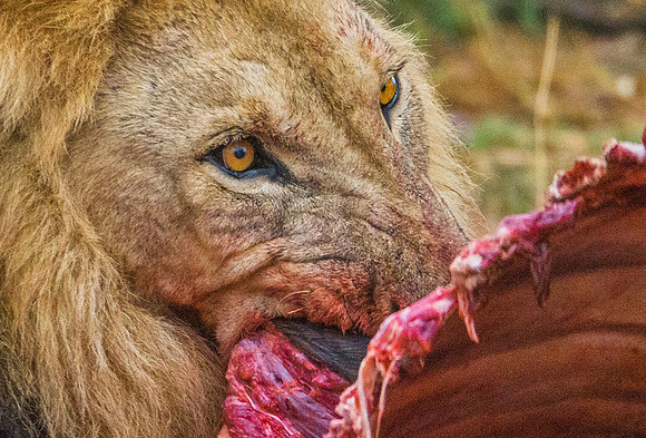 Lion 211845