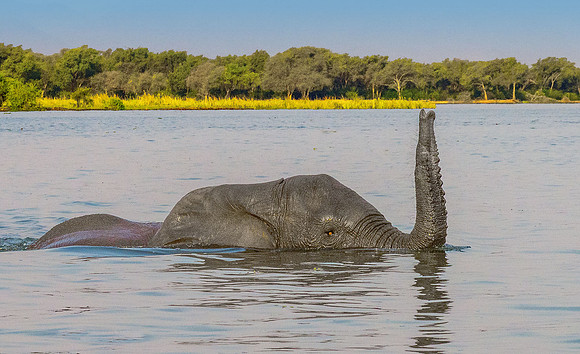 Elephant swimming 110481