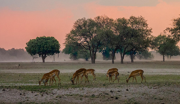 Impalas 040078