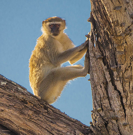 Vervet Monkey 242479