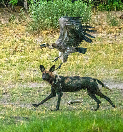 Wild Dogs201507
