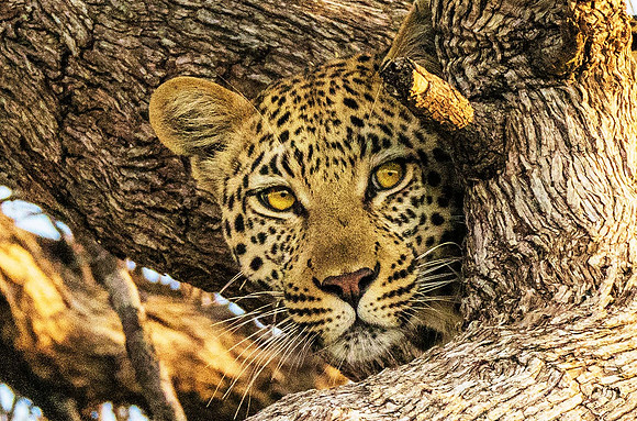 Leopard 212057