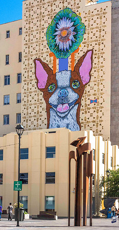 Chihuahua02621