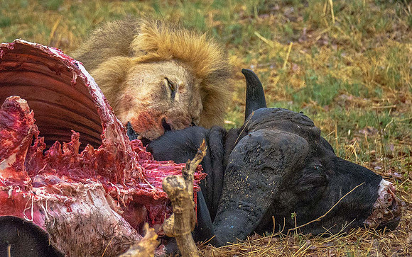 Lion with killed Cape Buffalo 211853