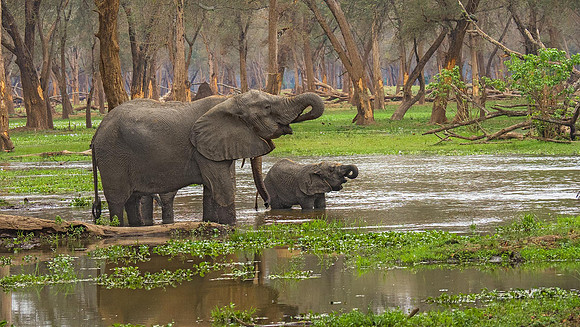 Elephants 120612