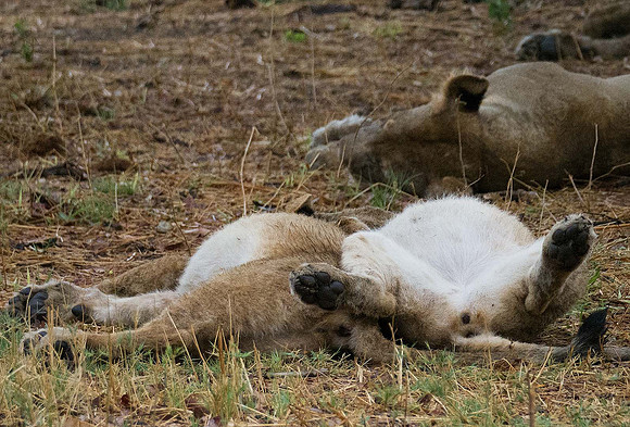 Lions gorged 211839