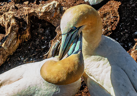 Gannets04836