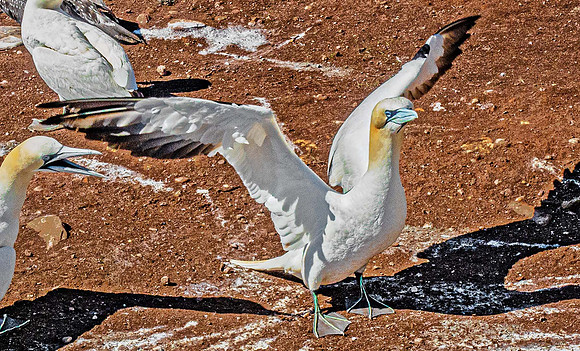 Gannets04859