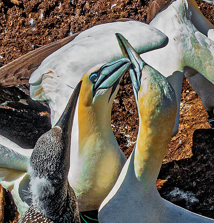 Gannets04872
