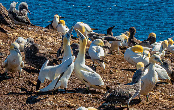 Gannets04771