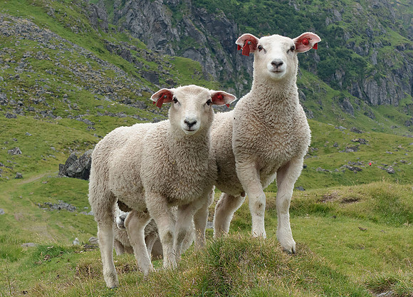 Eggum, Lofoten 04253