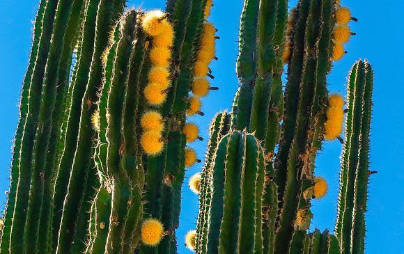 Batopilas02464
