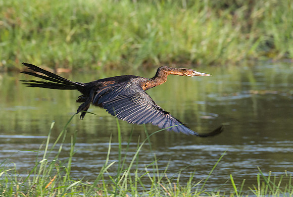 Anhinga (African Darter) 201672