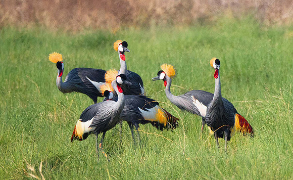 Grey-Crowned Crane 090059