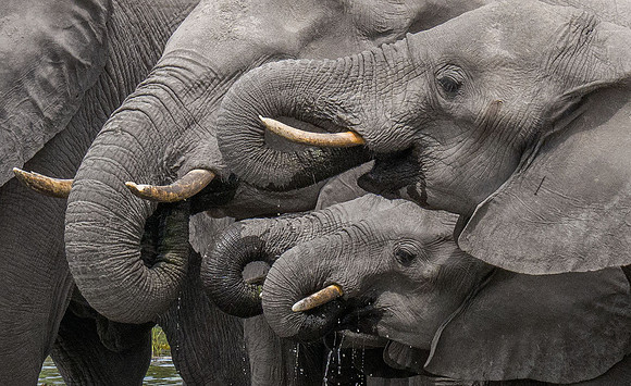 Elephants 201625