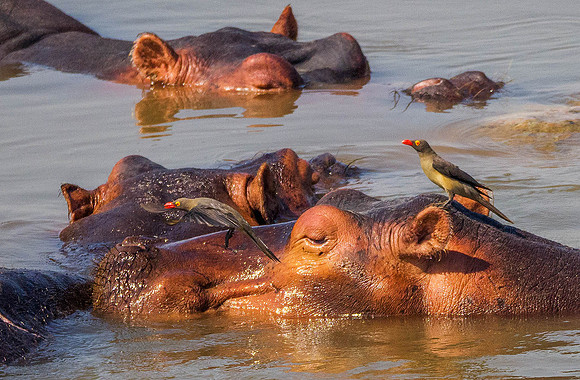 Hippos 050443