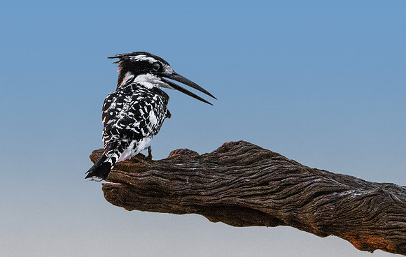Pied Kingfisher 080020