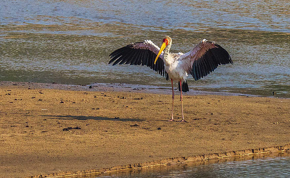 Yellow-billed Stork 070973