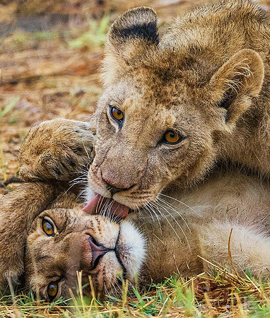 Lions 211828
