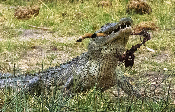 Nile Crocodile 201533