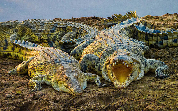 Nile Crocodile 070789