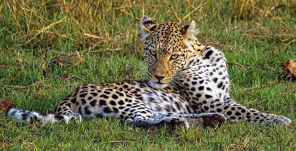 Leopard 201746